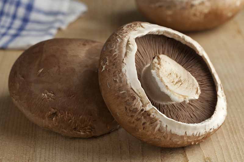 fresh-raw-portobello-mushrooms