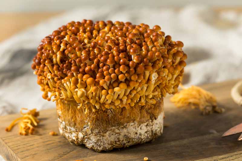golden-enoki-mushroom