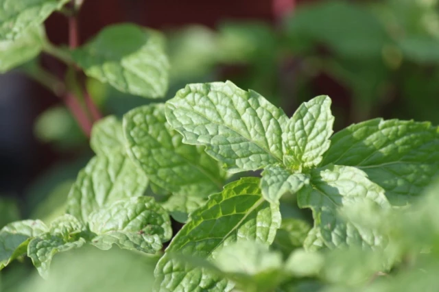 Watermint Extract