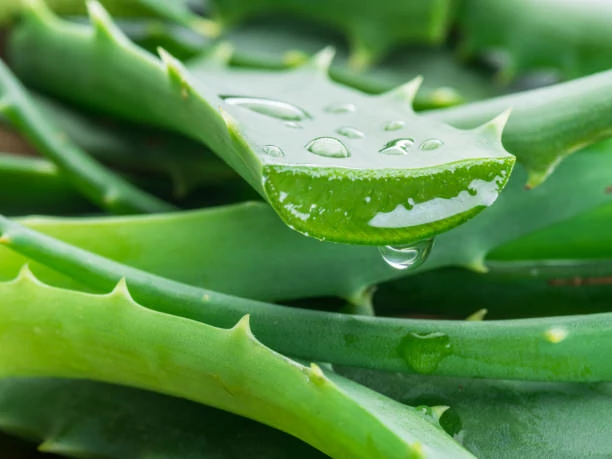 Aloe Vera Replacement for Witch Hazel