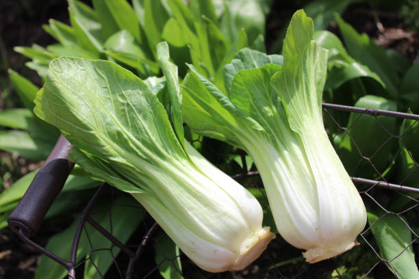 Bok Choy for substitution