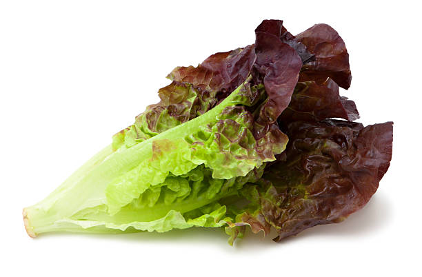 Red Leaf Lettuce for replacement